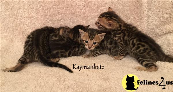 jmiller@kaymankatz.com Picture 1